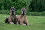 DOGUE ALLEMAND 852